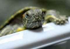 <b>新冠病毒新研究：龟类也可能是新冠病毒潜在中</b>