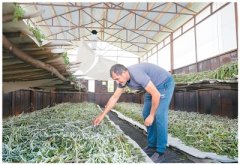 日本三大妖怪 桑蚕吐丝织就中国和阿塞拜疆合作新纽带