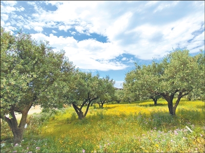 薛辕剑 突尼斯这样提升橄榄油知名度（第一现场）