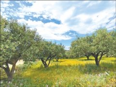 薛辕剑 突尼斯这样提升橄榄油知名度（第一现场）